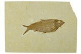 Fossil Fish (Knightia) - Wyoming #295567-1